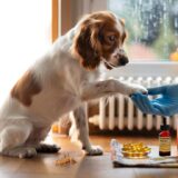 Here’s what to do if your dog keeps scratching: 3 common causes, the best omega-3s and vet treatments to use this autumn